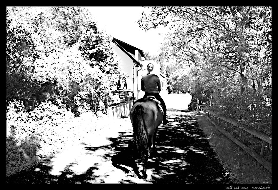 Ausritt b/w
s DSC 0200