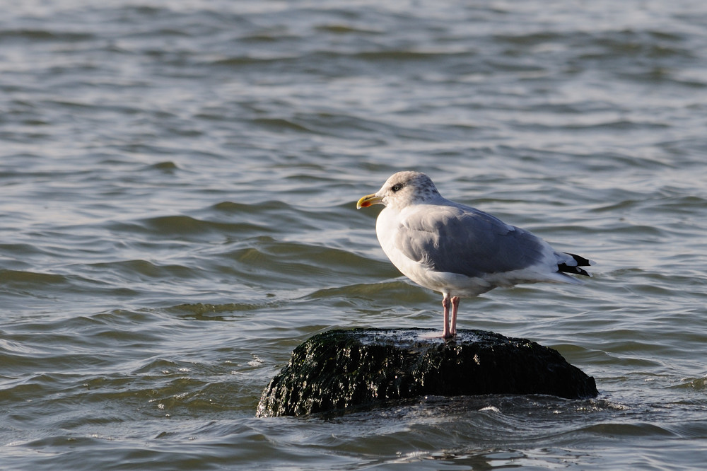 Ausruhen bei Ebbe