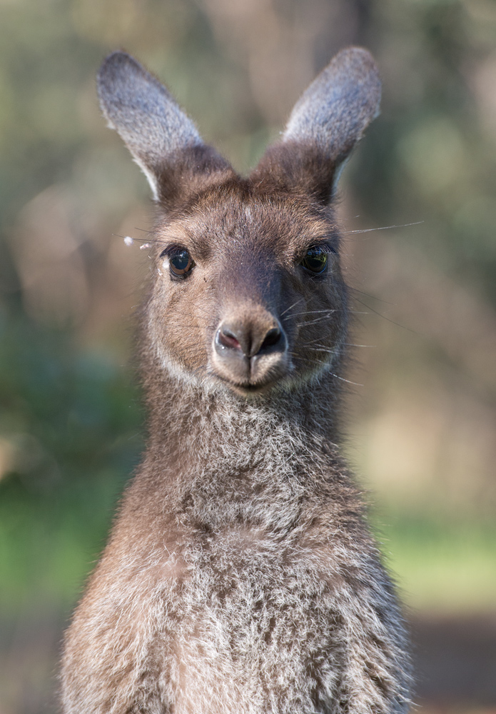australia6