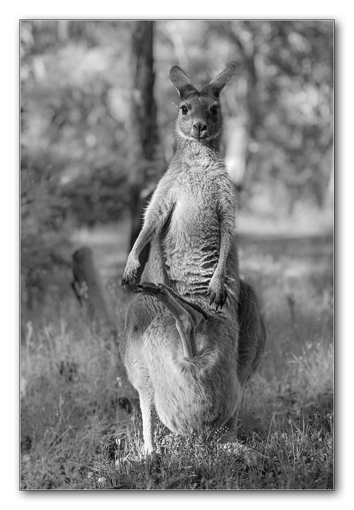 australia7