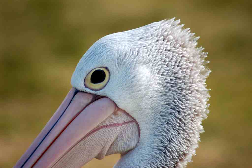 Australian Pelican, Port Macquarie