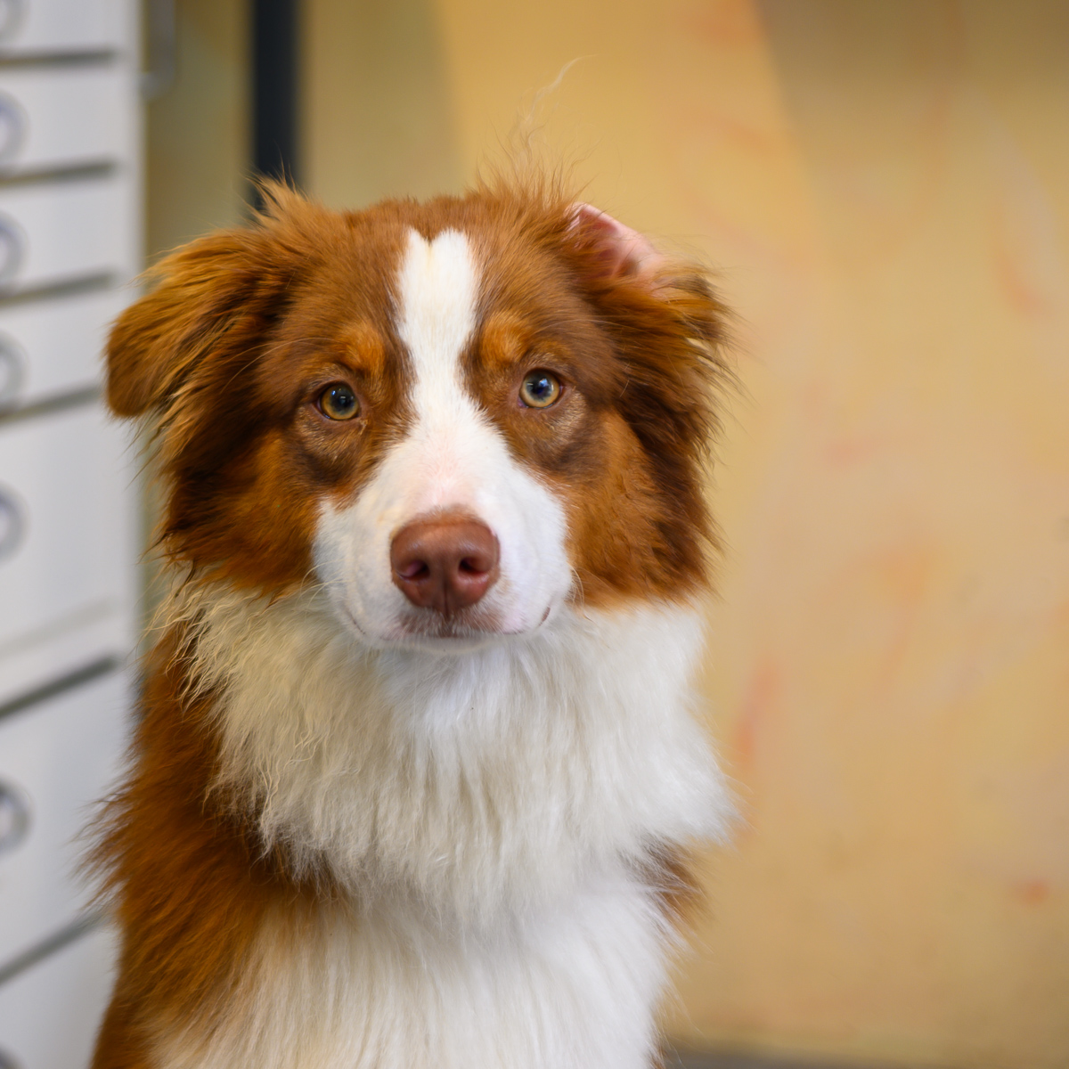 Australian Shepherd