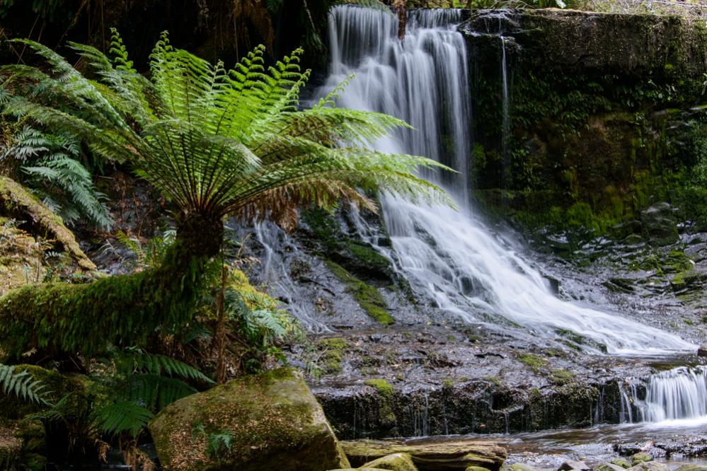 Australischer Regenwald
