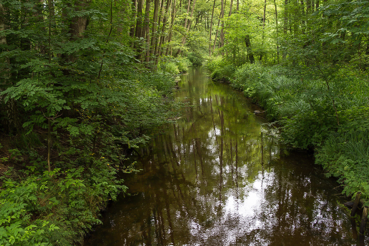 Auwald (1 von 1).JPG
