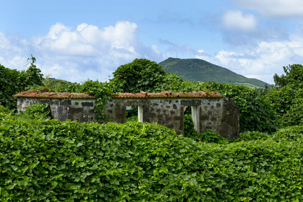 azoren faial 11