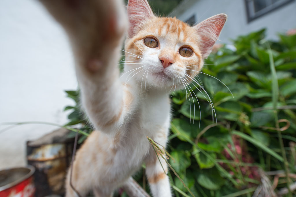 azoren katze1