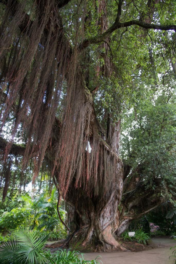 azoren sao miguel terra nostra 2