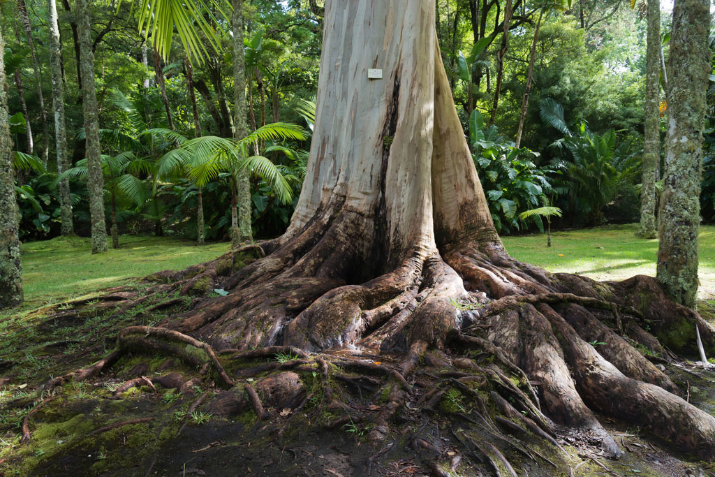 azoren sao miguel terra nostra 4