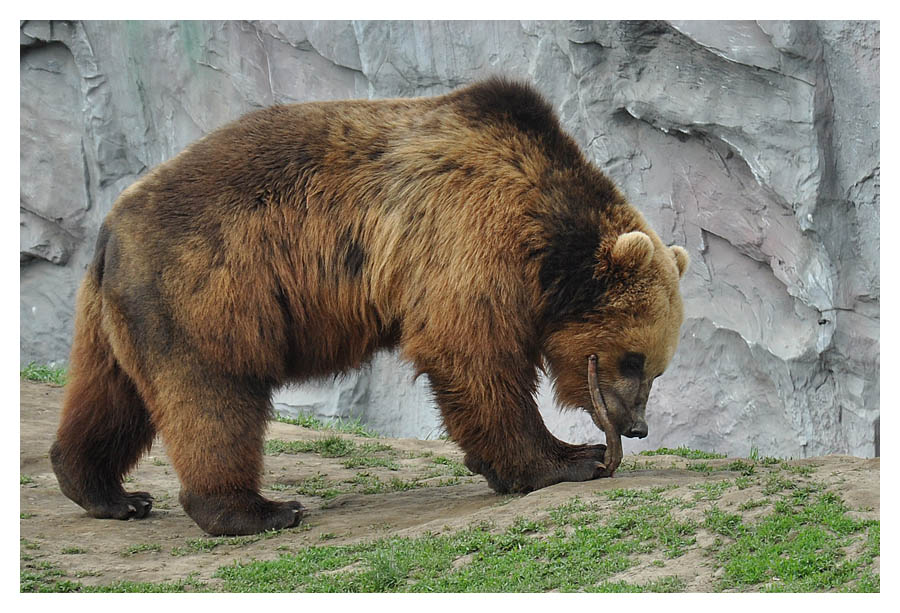Bär
Nikon D90 mit 18-105 VR