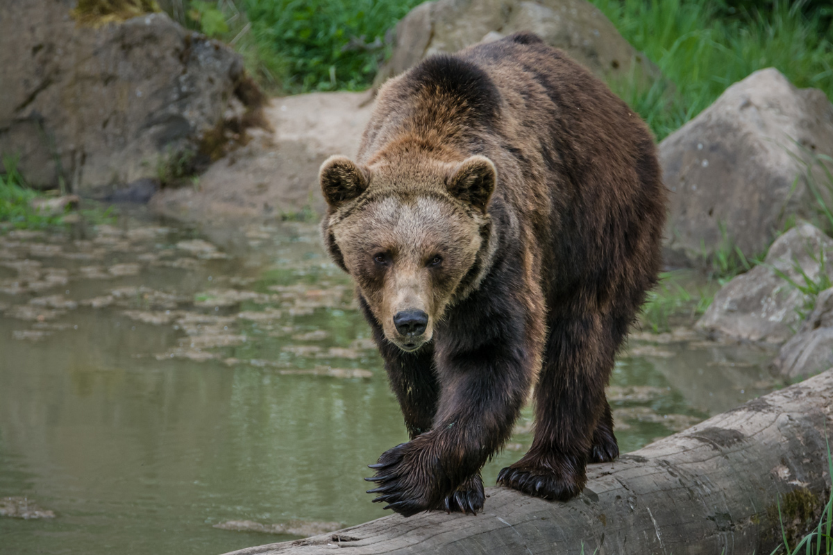 Bär (Wildtierpark Weilburg)