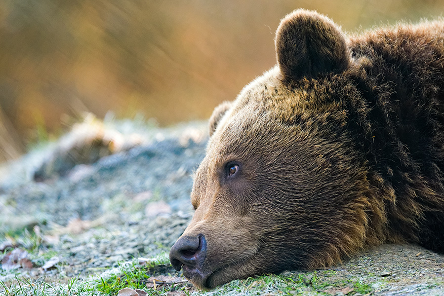 Bär