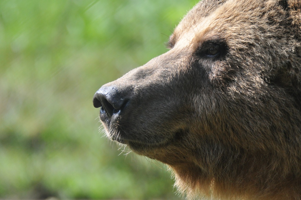 Bär