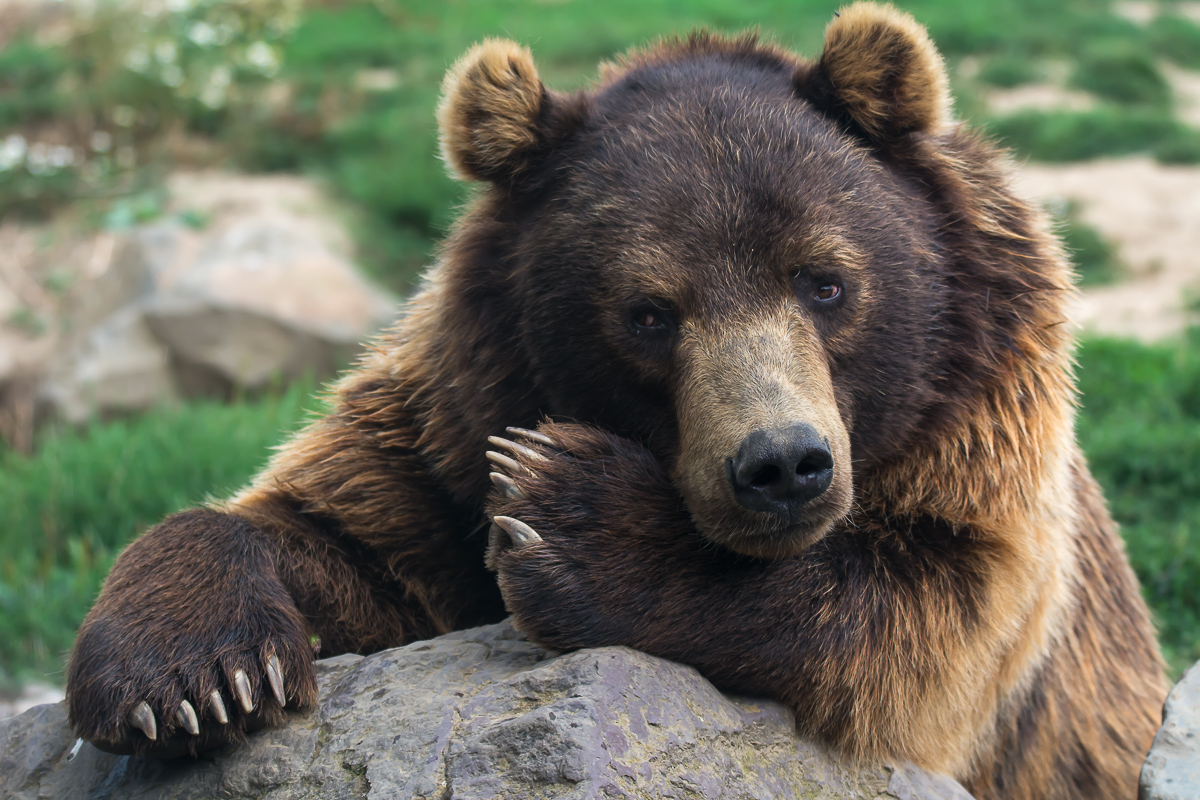 Bär