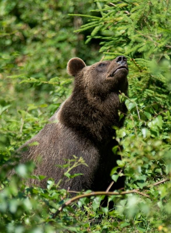 Bär_001