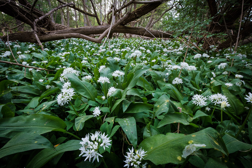 Bärlauchblüte 0692