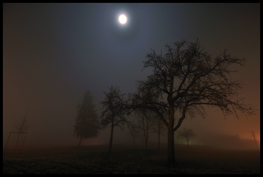 Bäume 01
Test Sigma 10-20 an D90 + Nebel