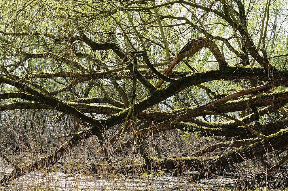 Bäume am Elbufer