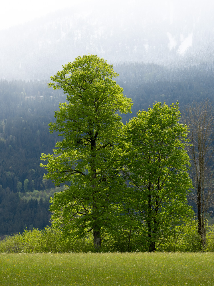 Bäume im Berchtesgadener Land