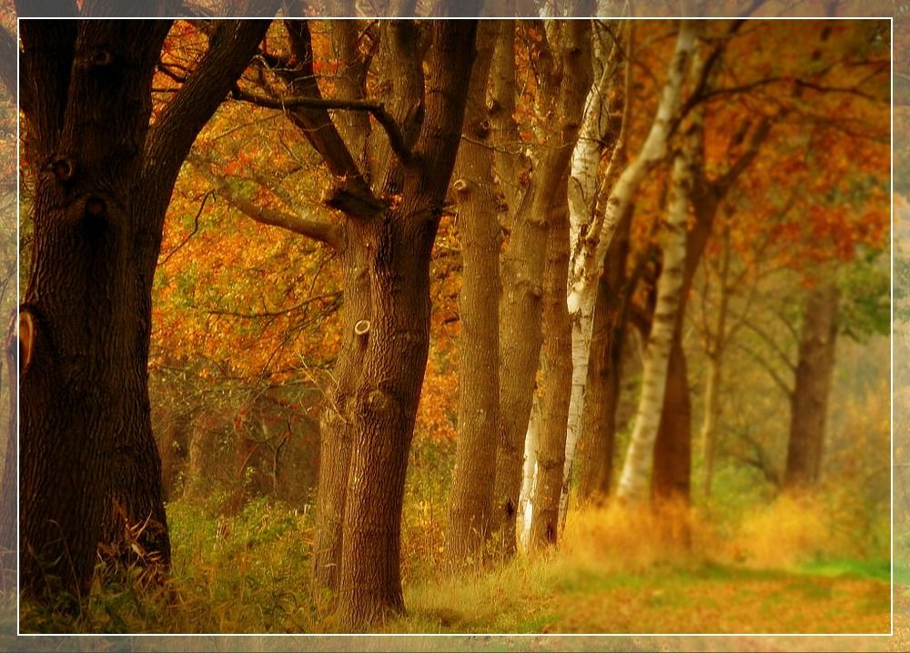 Bäume im Herstlicht