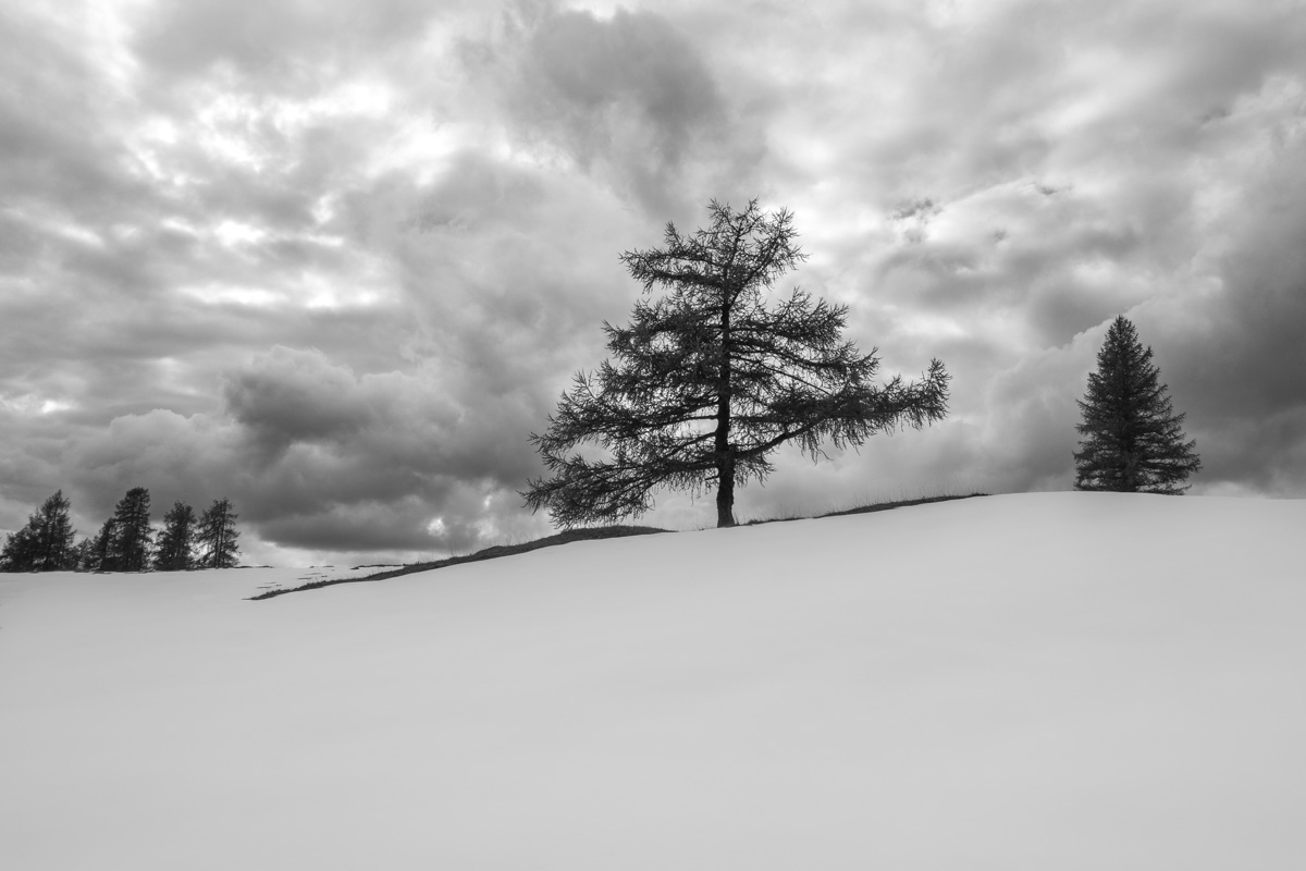 Bäume im Schnee