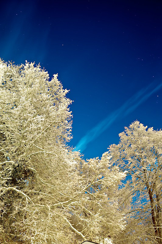 Bäume Schnee www (1) ps