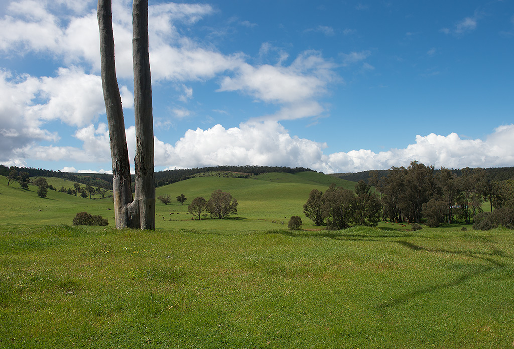 bäume und felder im süden2