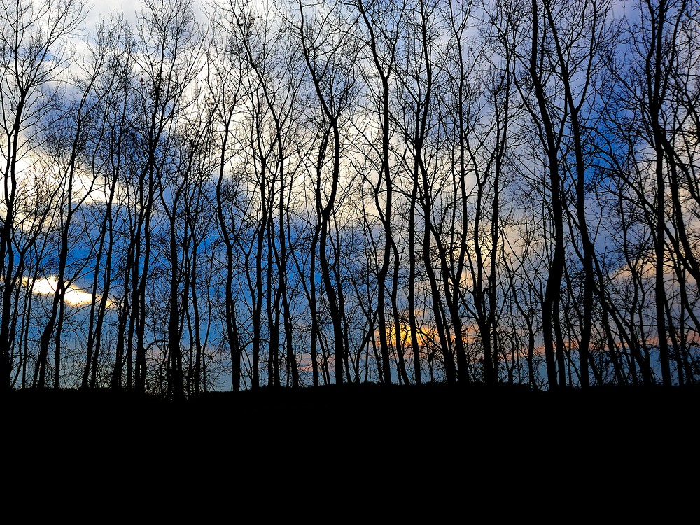 bäume