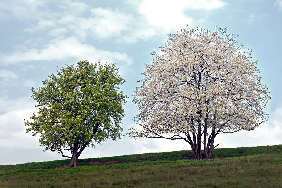 bäume