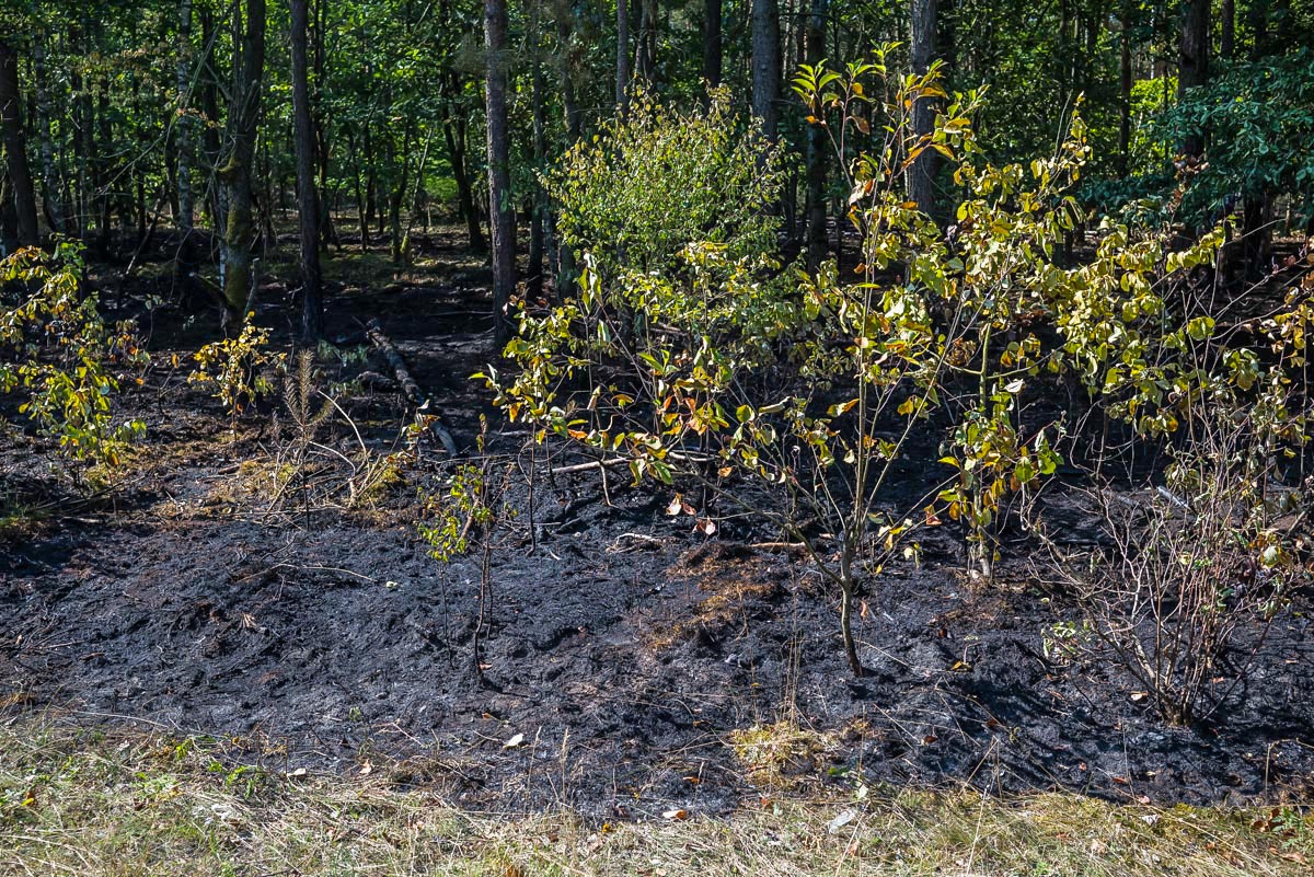 Böschungsbrand (1 von 1).jpg