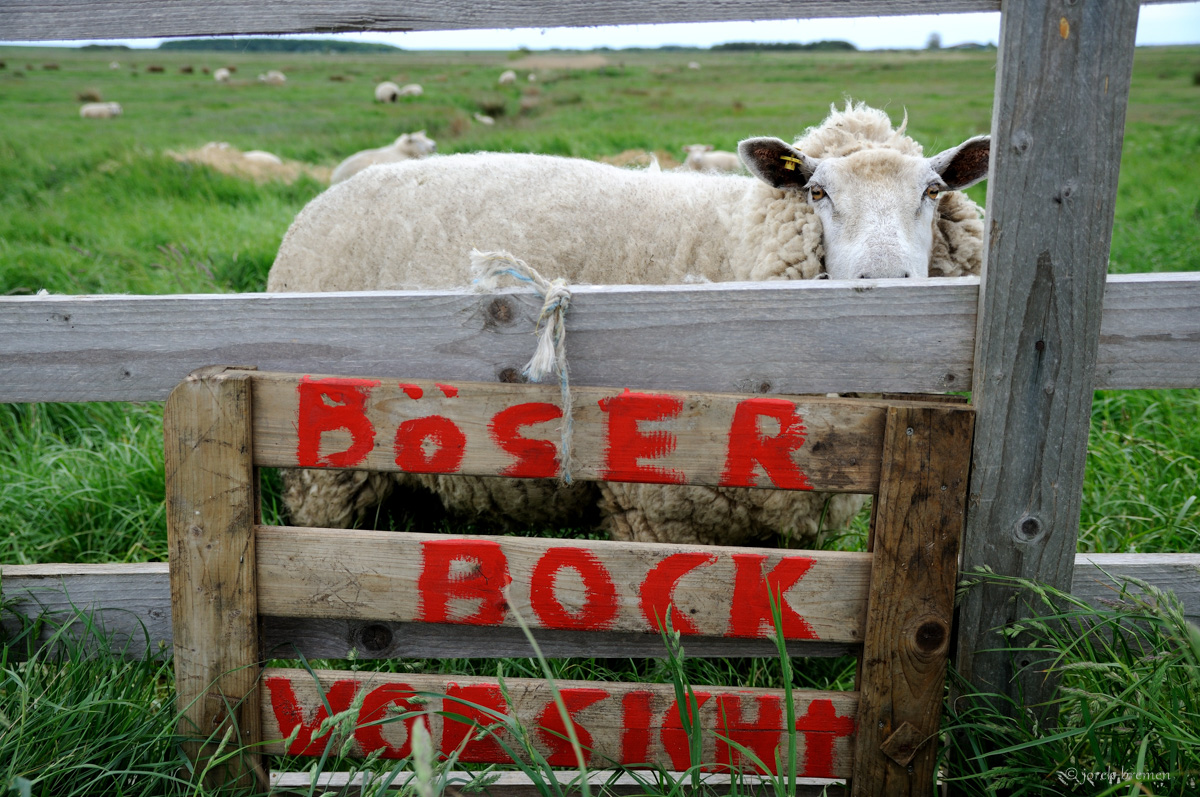 Böser Bock
