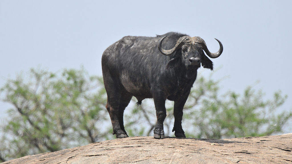 Büffel on the Rocks,
Moru Kopjes, Serengeti
4848