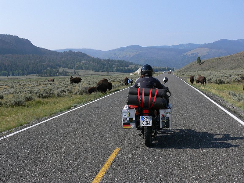 Büffeljagd im Yellowstone NP (USA)