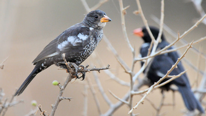 Büffelweber (Jungvogel)
RedBilledBuffeloWaever Jung
0951