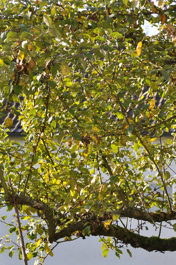 Büroausblick im Sommer

D5000 / Nikkor 55-200 VR

62.0mm / f/4.2 / 0.0040s (1/250) / ISO 200