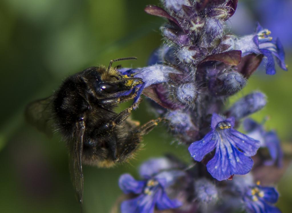 B712694Hummel