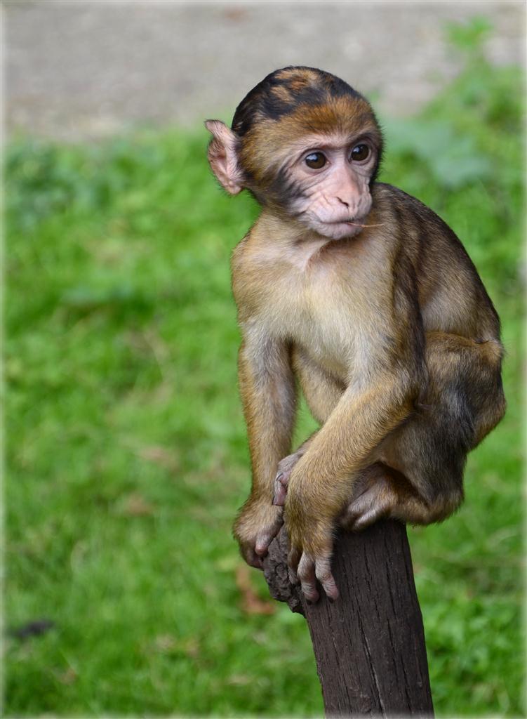 Baby Affe