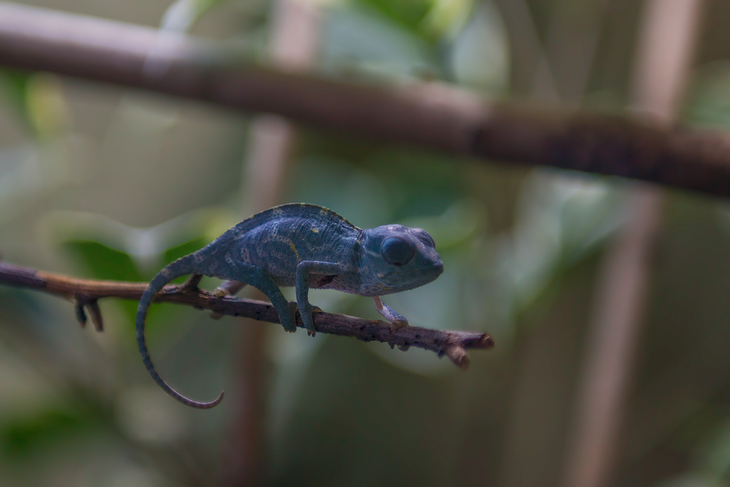 Baby Chamäleon 1