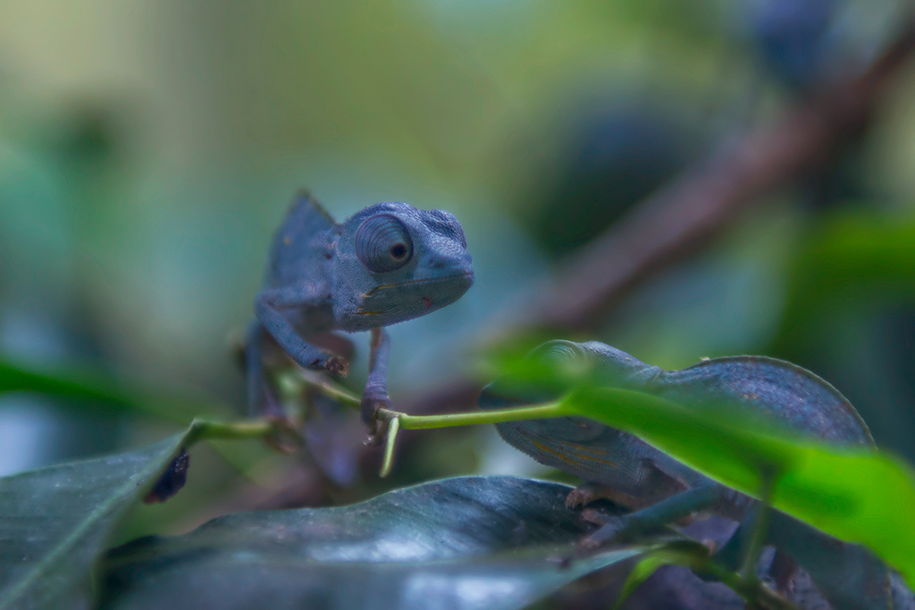 Baby Chamäleon 3