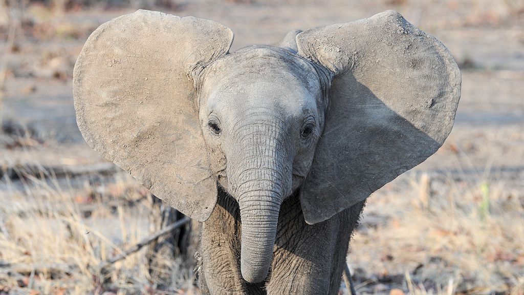 Baby-Elefant
9429