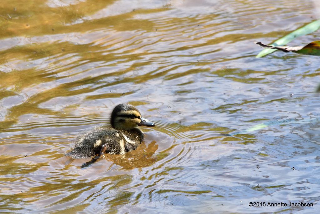 babyduck3