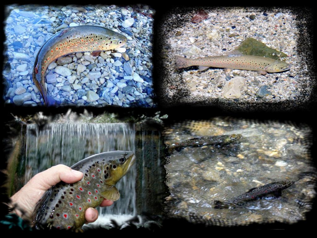 Bachforellen Collage