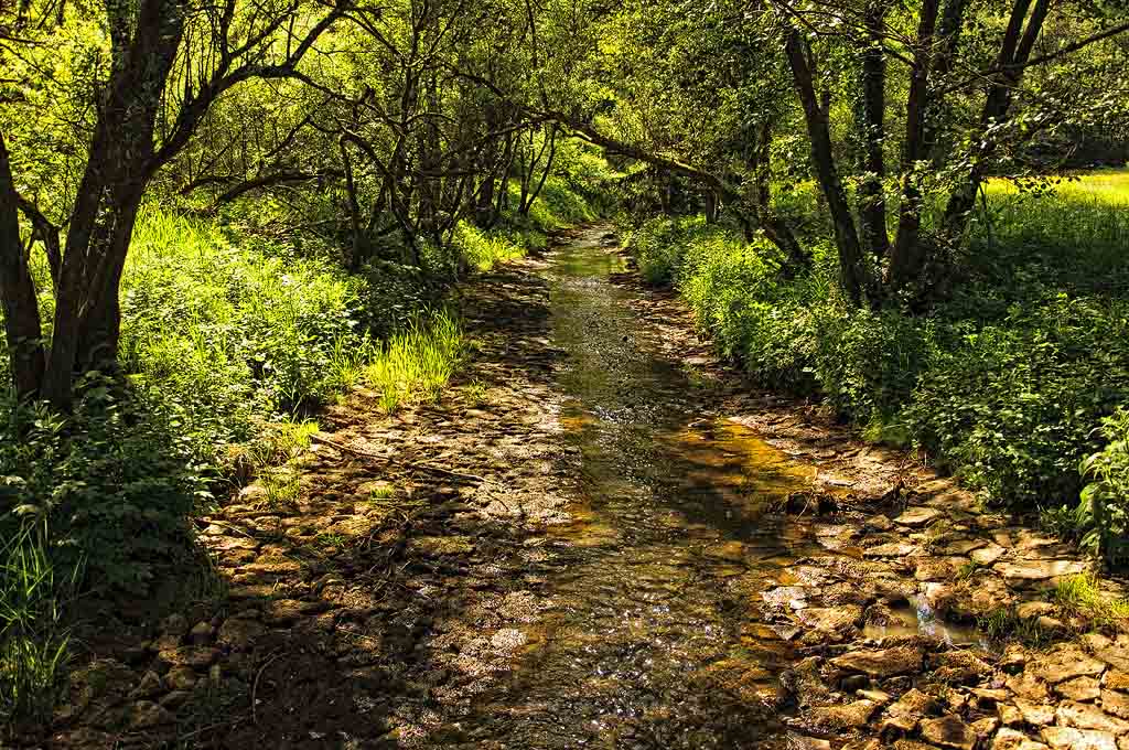 Bachlauf in Daun