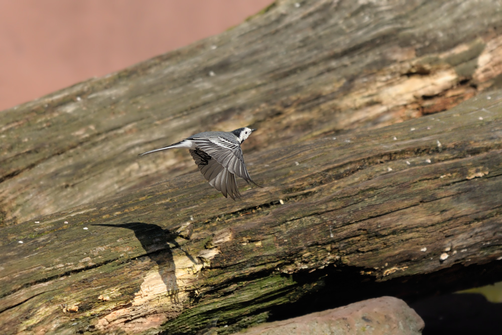 Bachstelze im Flug mit Schatten