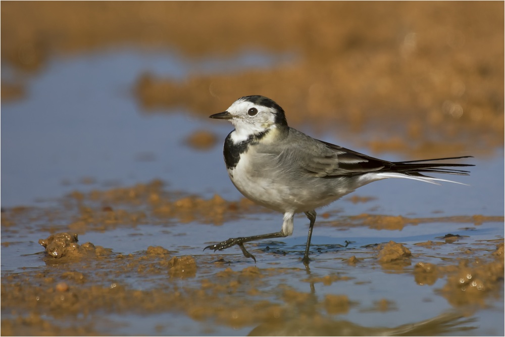 Bachstelze (Motacilla alba)