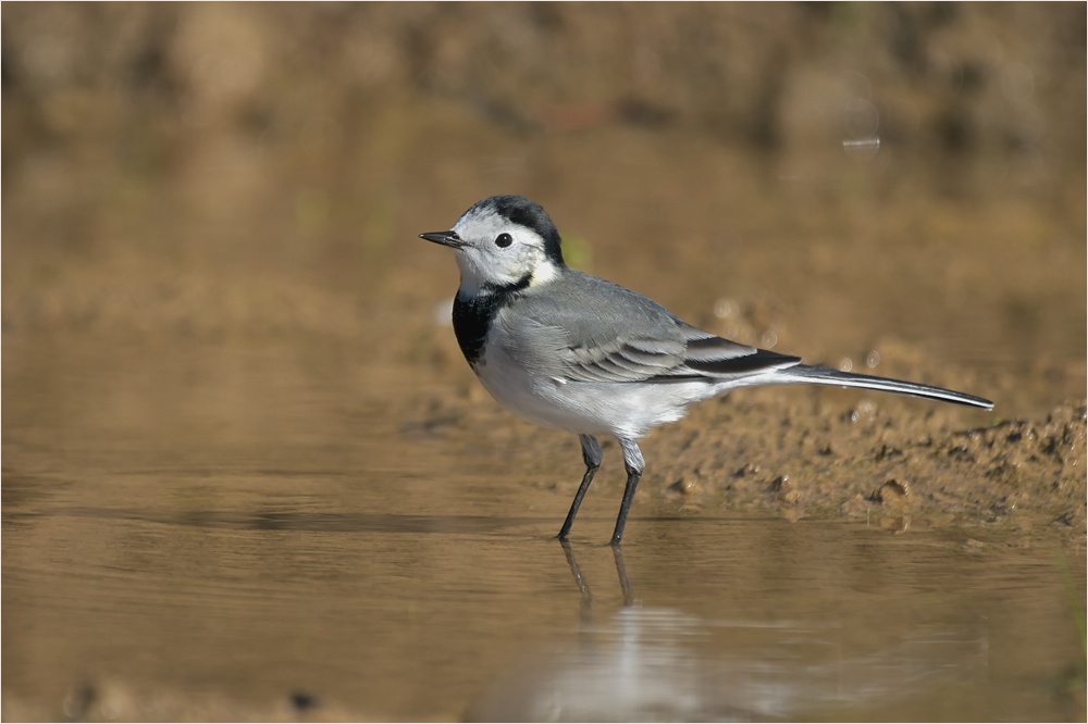 Bachstelze (Motacilla alba)