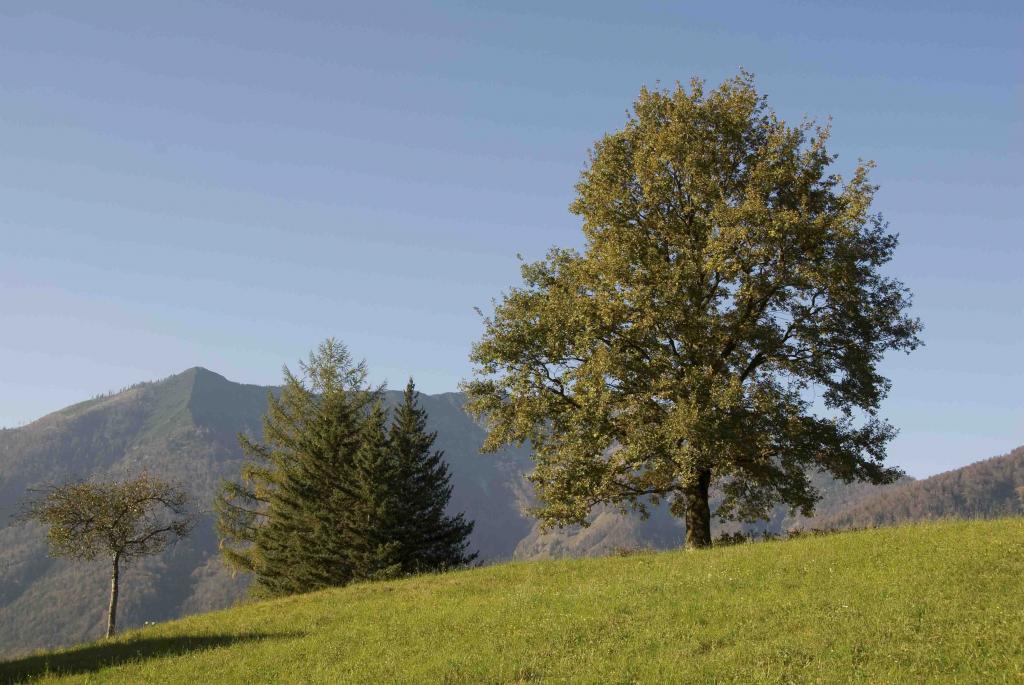 Bad Ischl, Ahorn