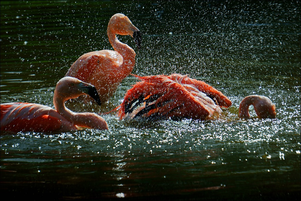 Badende Flamingos -02.06.2013