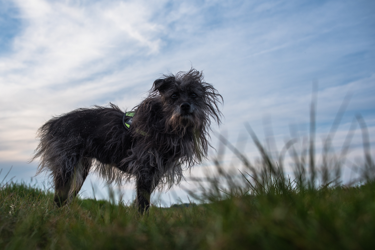 BadHairDay