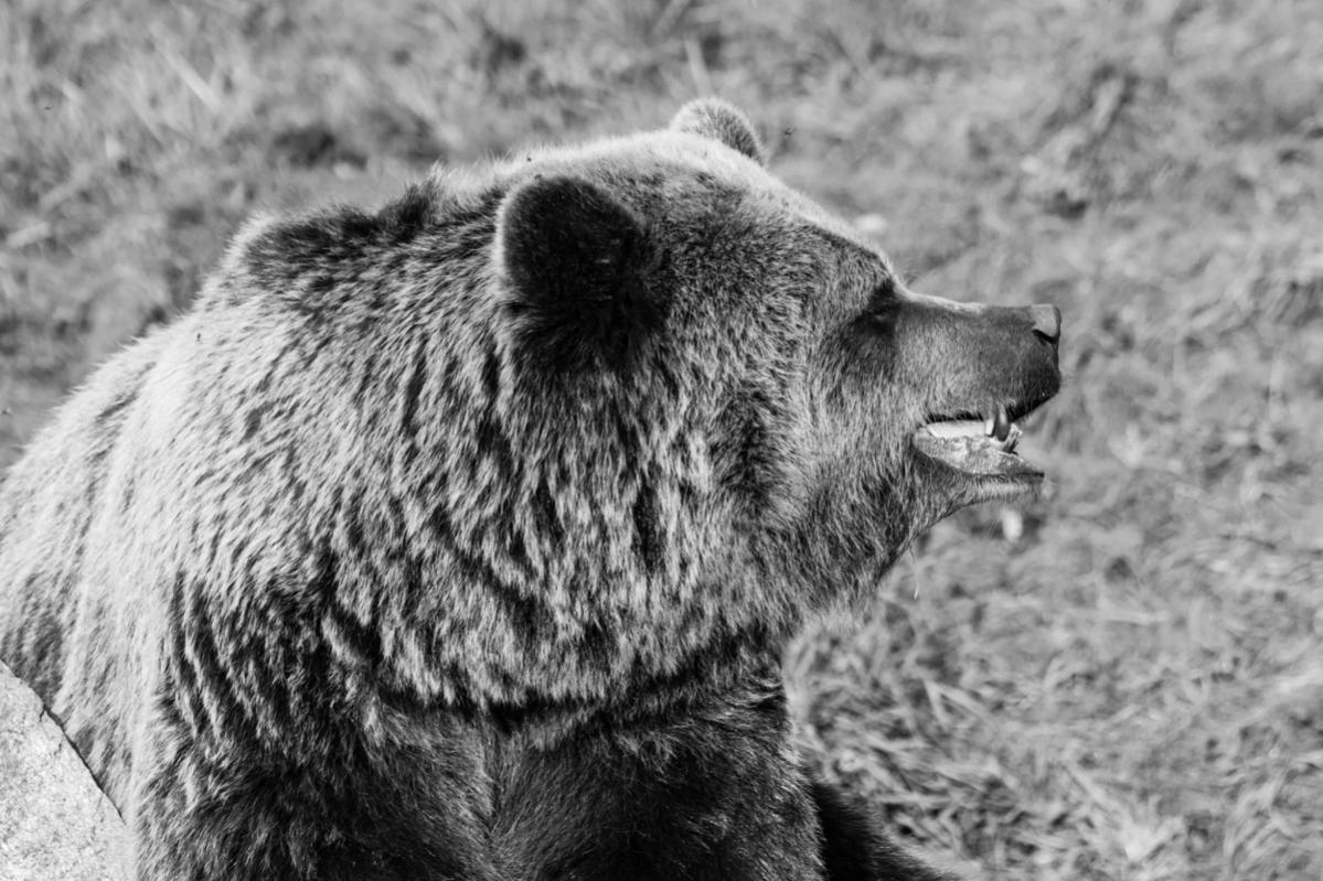 baer sw
