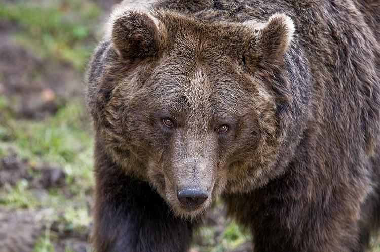 baer